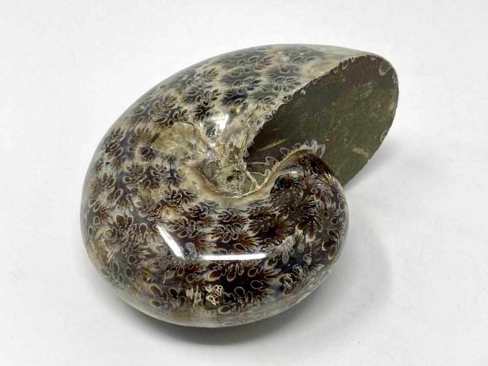 Ammonite Phylloceras Polished 9.9cm