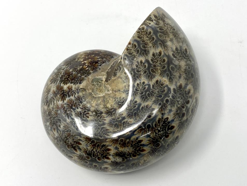 Ammonite Phylloceras Polished 9.9cm