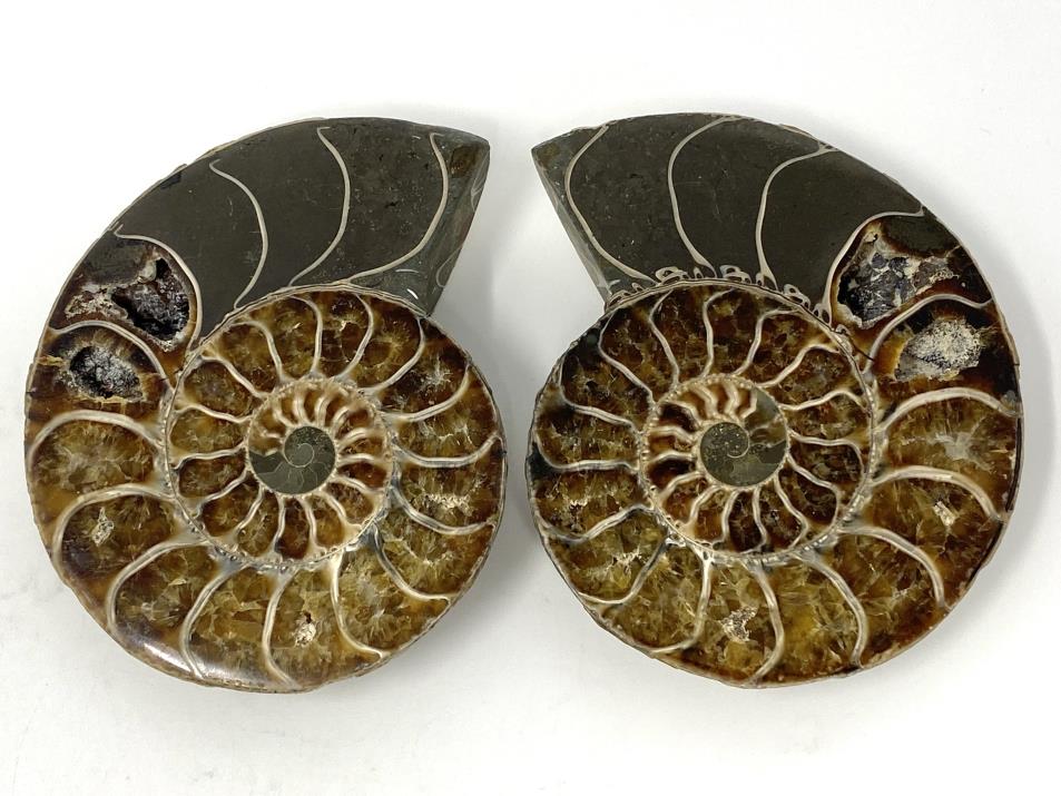 Ammonite Pair 8.6cm