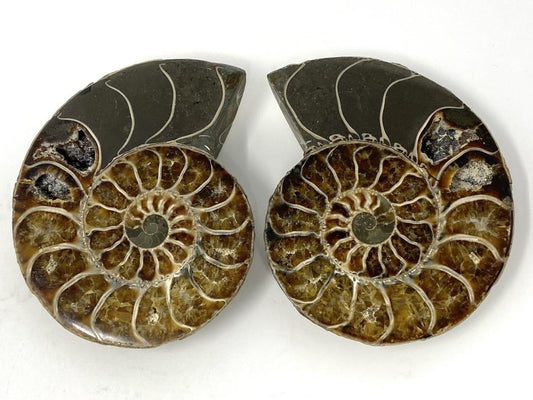 Ammonite Pair 8.6cm