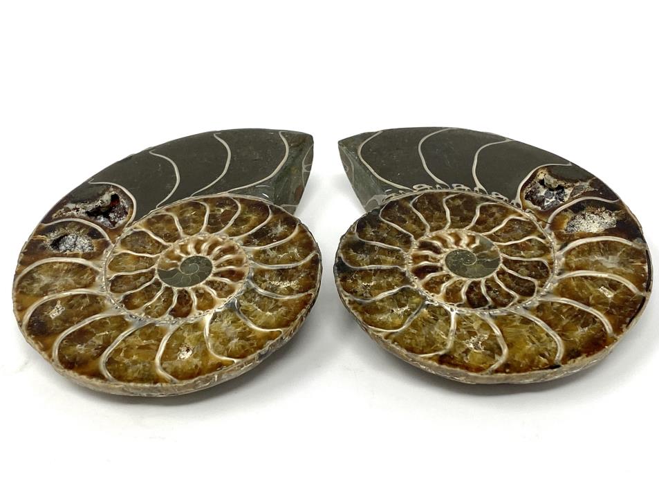 Ammonite Pair 8.6cm