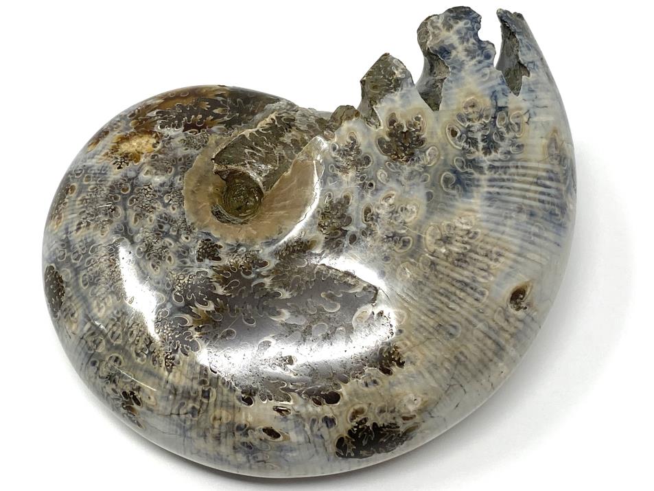 Ammonite Phylloceras Polished 10.4cm