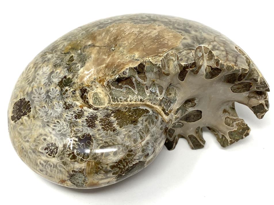 Ammonite Phylloceras Polished 9.7cm