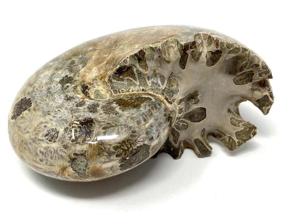 Ammonite Phylloceras Polished 9.7cm