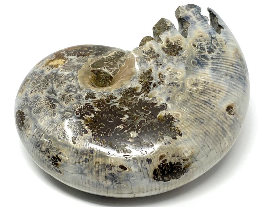 Ammonite Phylloceras Polished 10.4cm