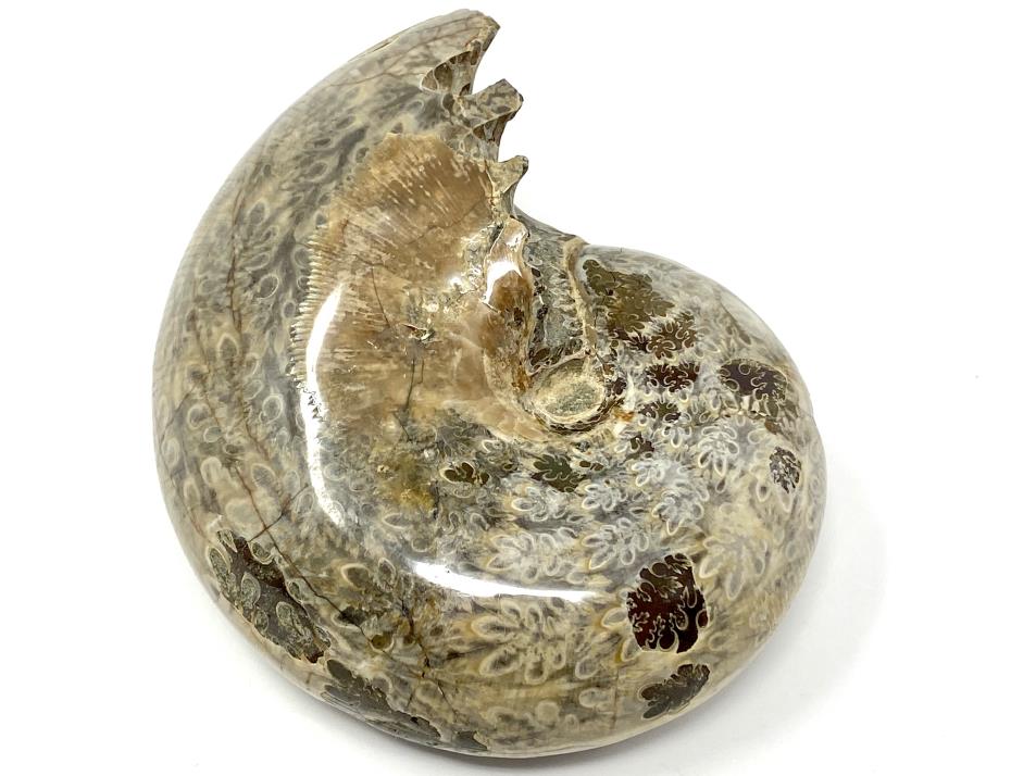 Ammonite Phylloceras Polished 9.7cm