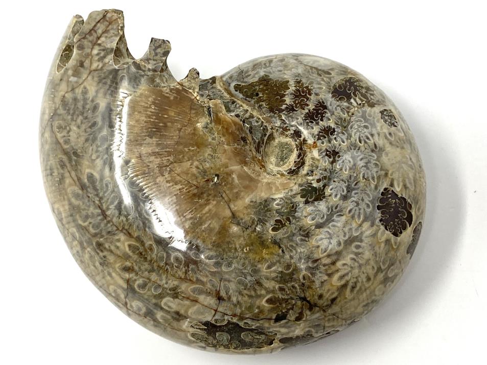 Ammonite Phylloceras Polished 9.7cm