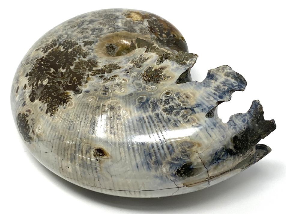 Ammonite Phylloceras Polished 10.4cm