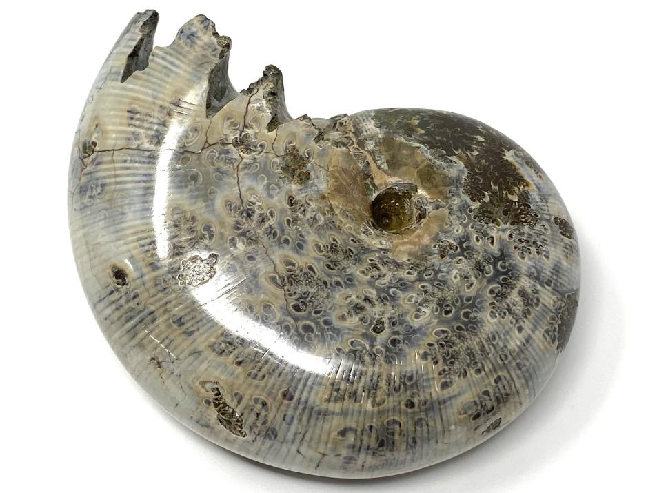 Ammonite Phylloceras Polished 10.4cm