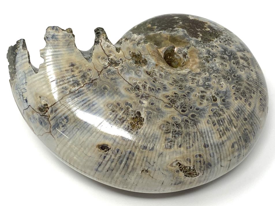 Ammonite Phylloceras Polished 10.4cm