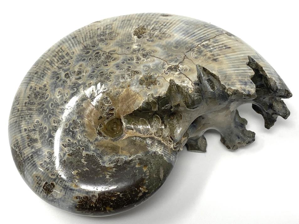 Ammonite Phylloceras Polished 10.4cm