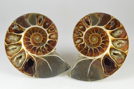 Ammonite Pair 8.1cm