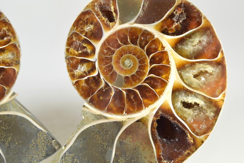 Ammonite Pair 8.1cm