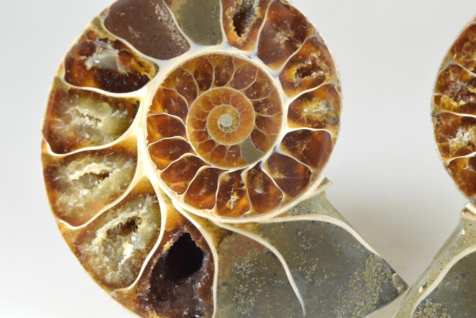 Ammonite Pair 8.1cm