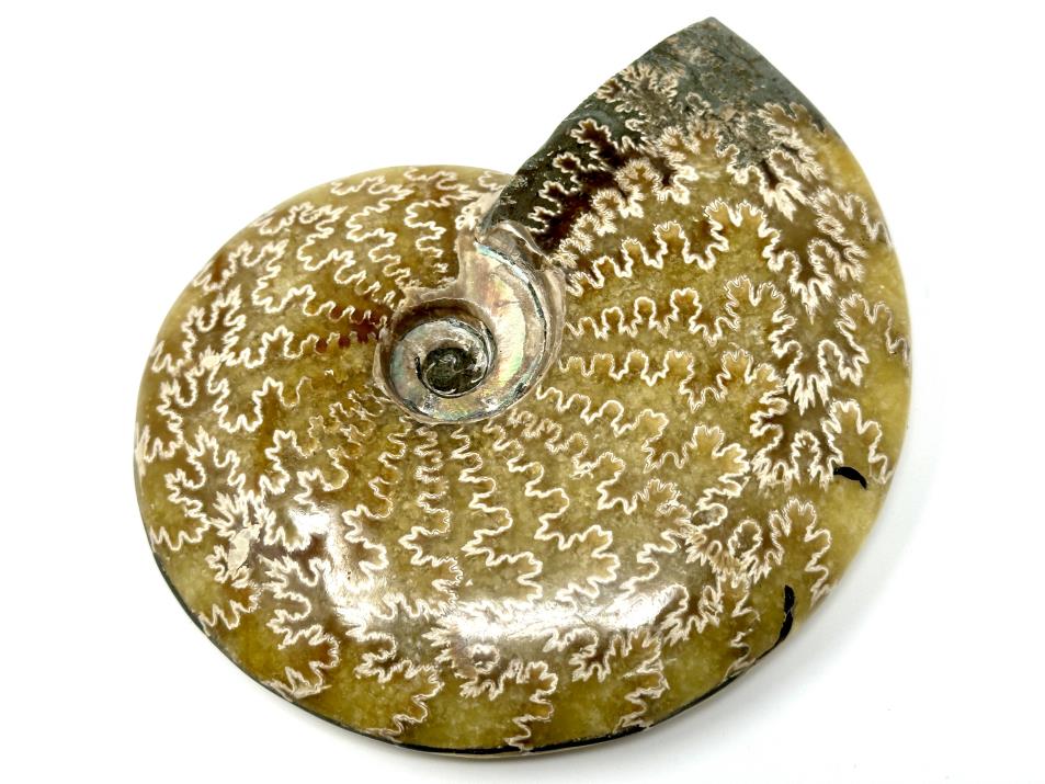 Ammonite Cleoniceras Polished Large 13.7cm