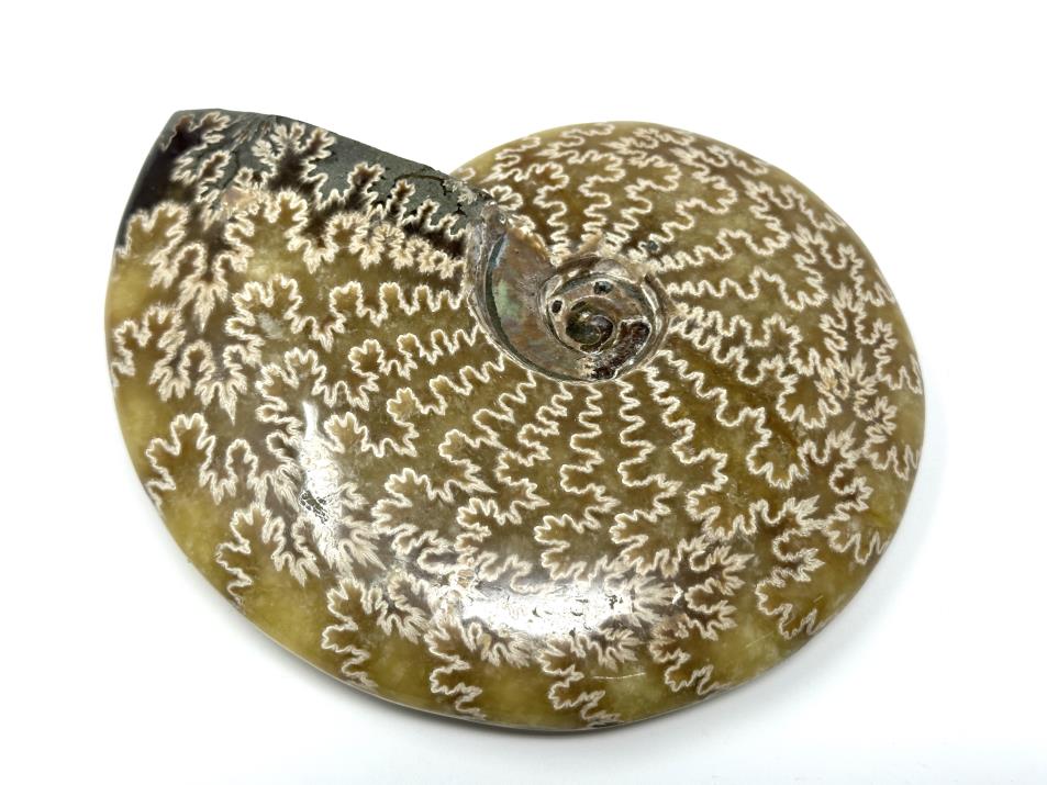 Ammonite Cleoniceras Polished Large 13.7cm