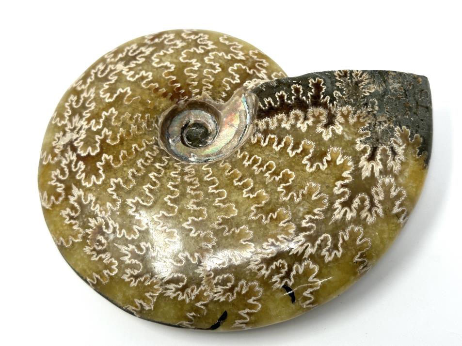 Ammonite Cleoniceras Polished Large 13.7cm