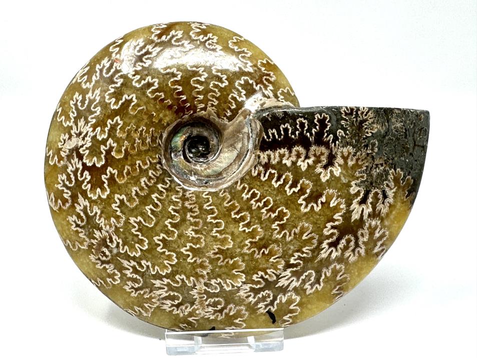 Ammonite Cleoniceras Polished Large 13.7cm