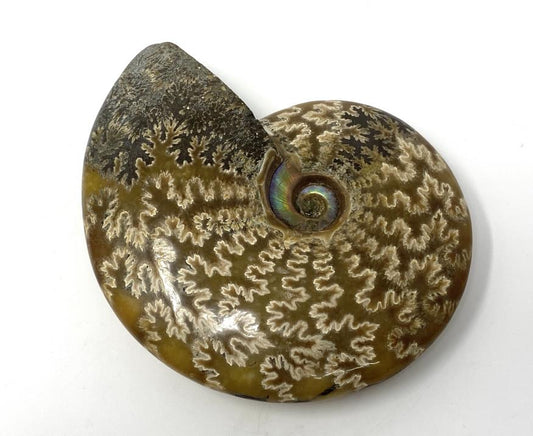 Ammonite Cleoniceras Polished 11.2cm