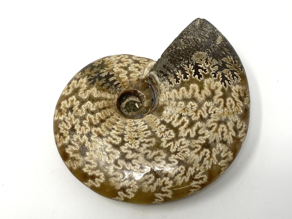 Ammonite Cleoniceras Polished 11.2cm