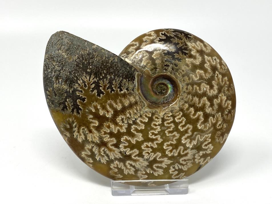 Ammonite Cleoniceras Polished 11.2cm