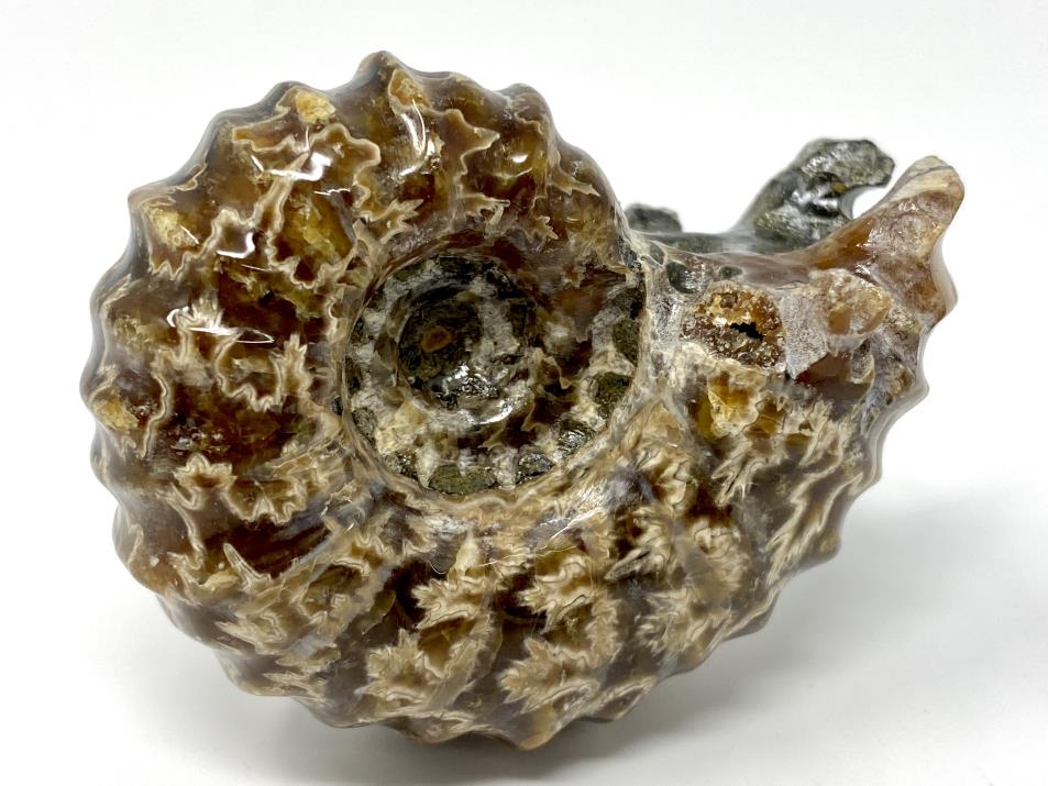 Ammonite Douvilleiceras Polished 6.5cm