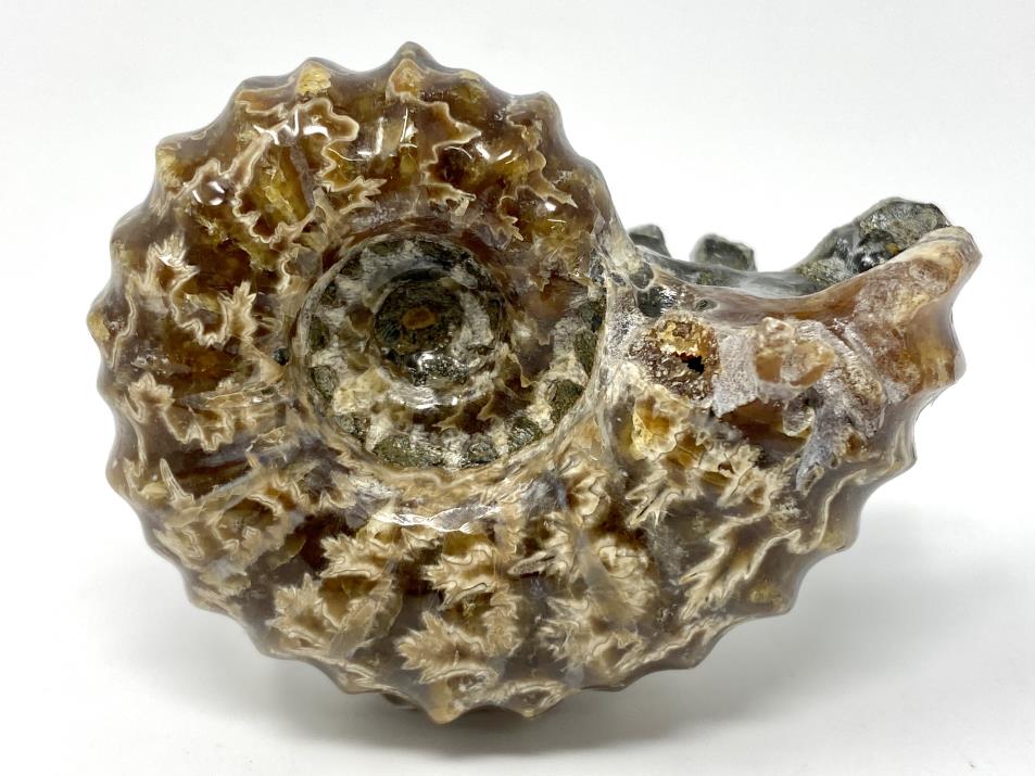 Ammonite Douvilleiceras Polished 6.5cm