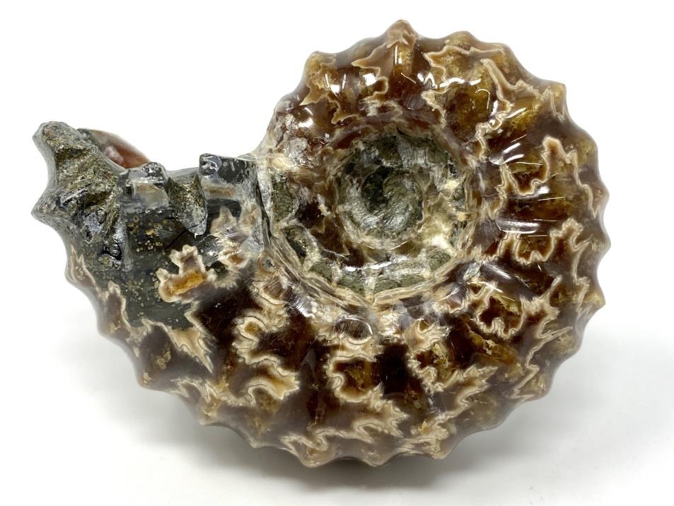 Ammonite Douvilleiceras Polished 6.5cm