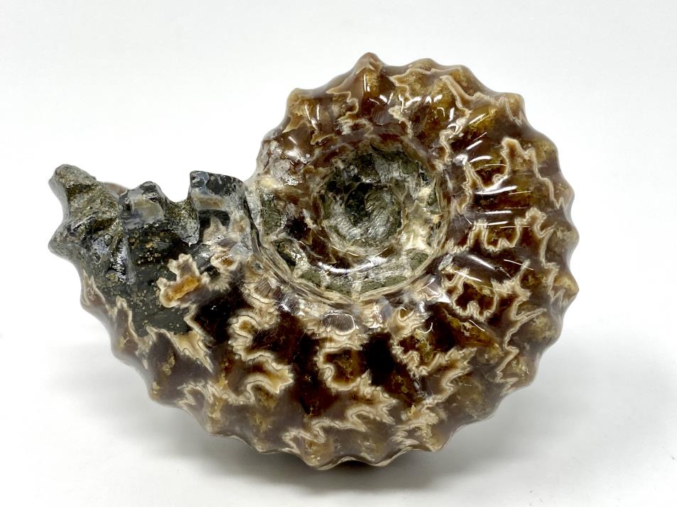 Ammonite Douvilleiceras Polished 6.5cm