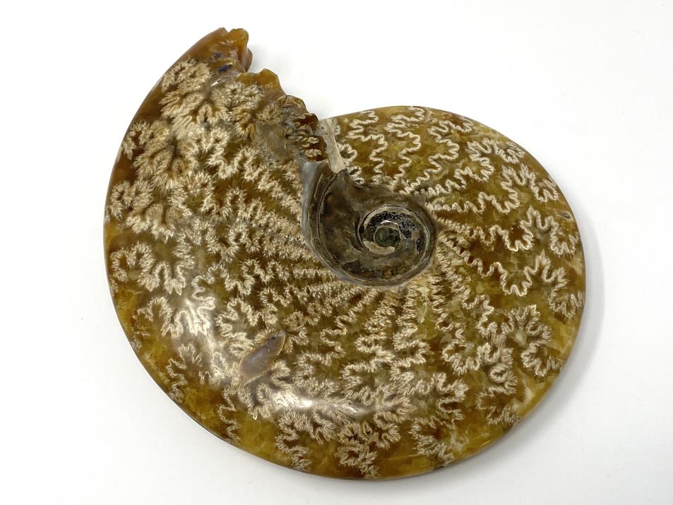 Ammonite Cleoniceras Polished Large 16.5cm