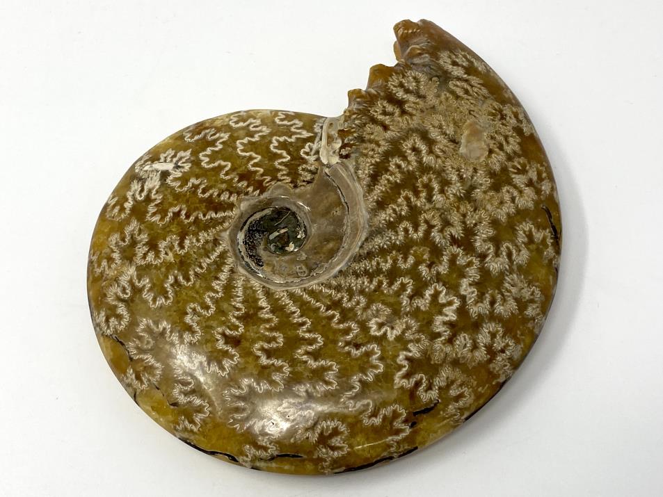 Ammonite Cleoniceras Polished Large 16.5cm