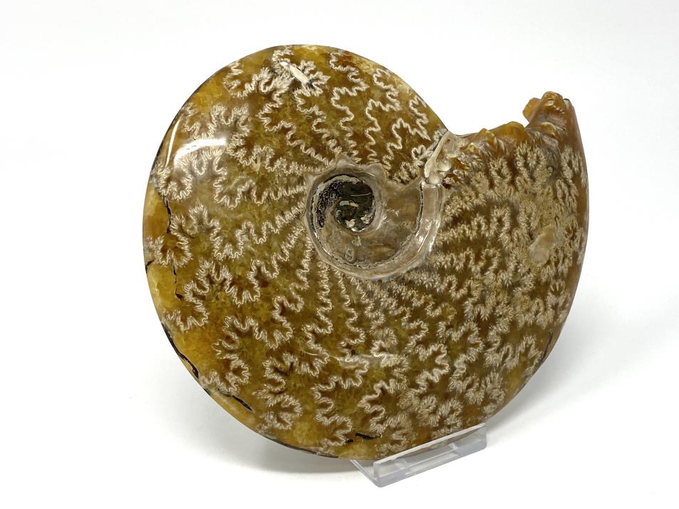 Ammonite Cleoniceras Polished Large 16.5cm