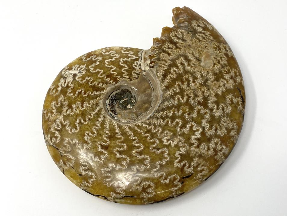 Ammonite Cleoniceras Polished Large 16.5cm