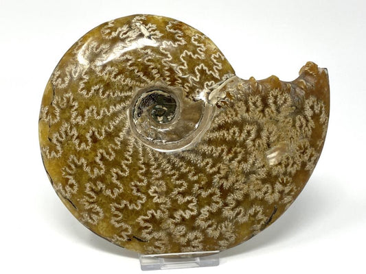 Ammonite Cleoniceras Polished Large 16.5cm