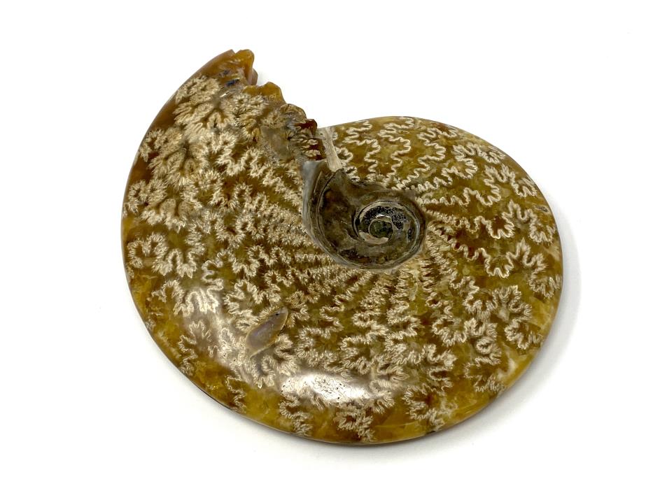 Ammonite Cleoniceras Polished Large 16.5cm