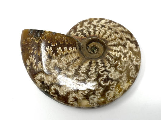 Ammonite Cleoniceras Polished 7.9cm