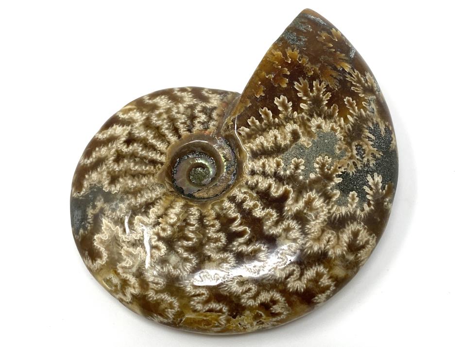 Ammonite Cleoniceras Polished 7.9cm