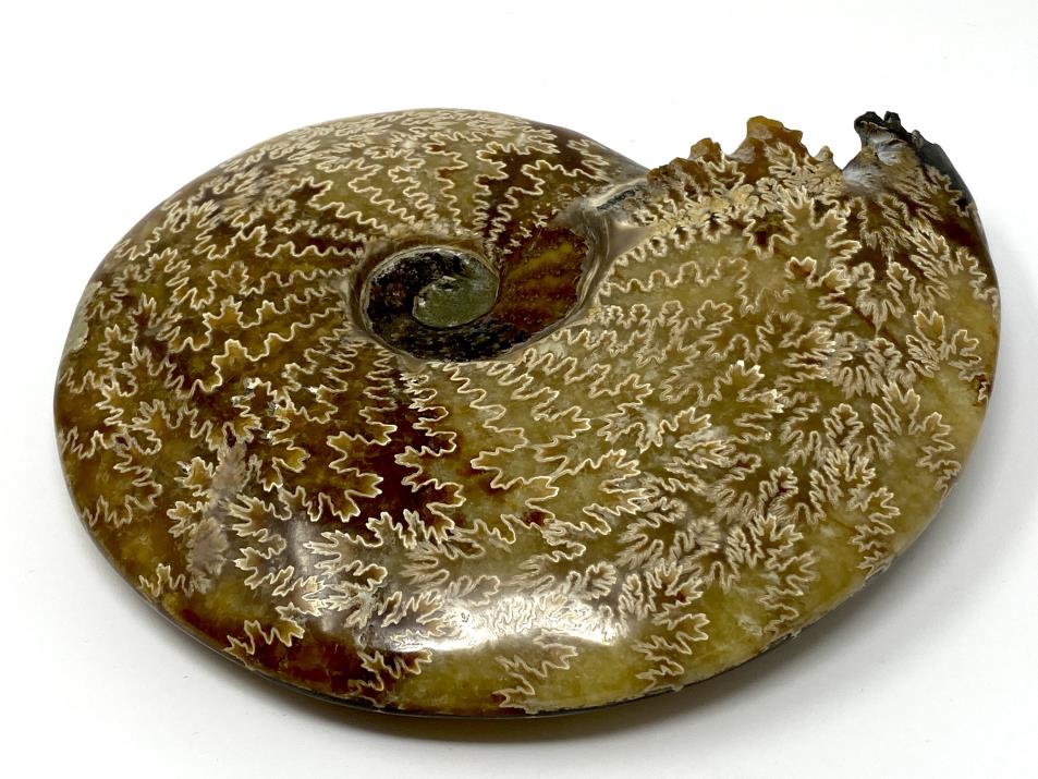 Ammonite Cleoniceras Polished Large 18.2cm