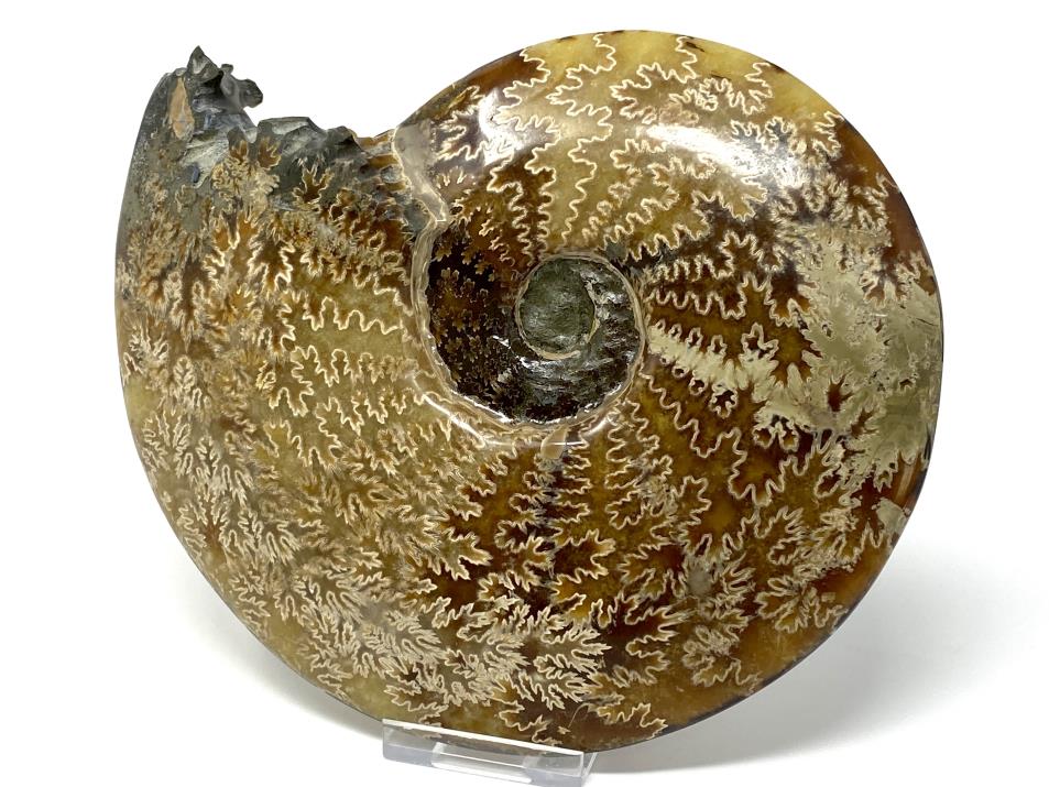 Ammonite Cleoniceras Polished Large 18.2cm