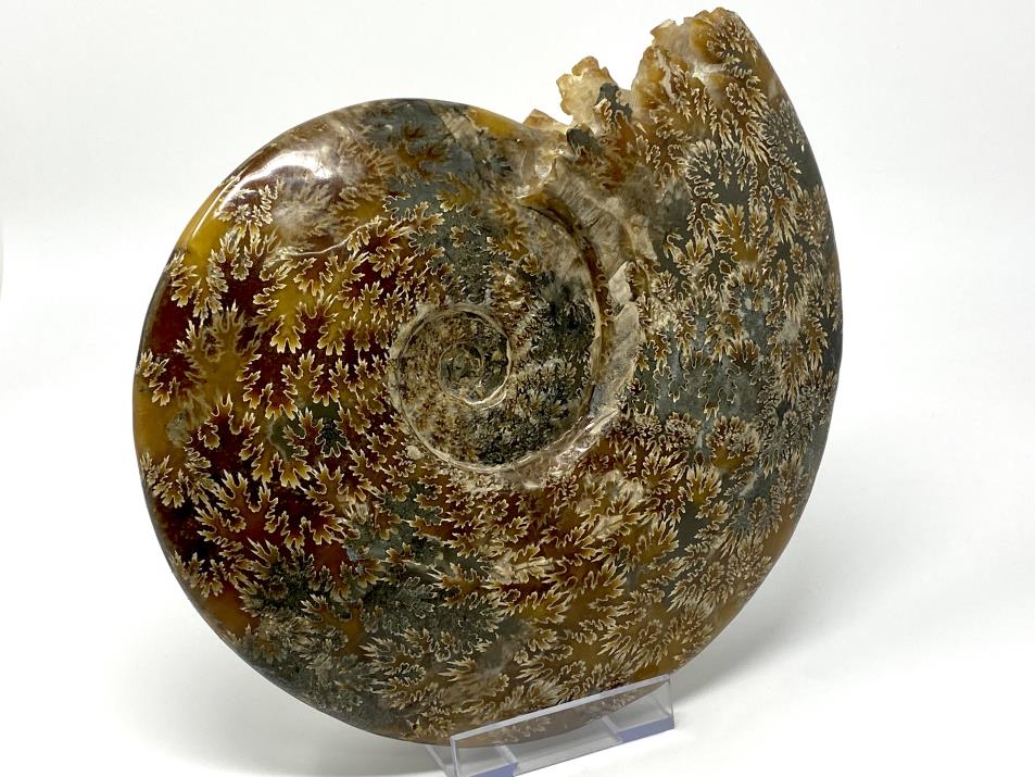 Ammonite Cleoniceras Polished Very Large 25.2cm