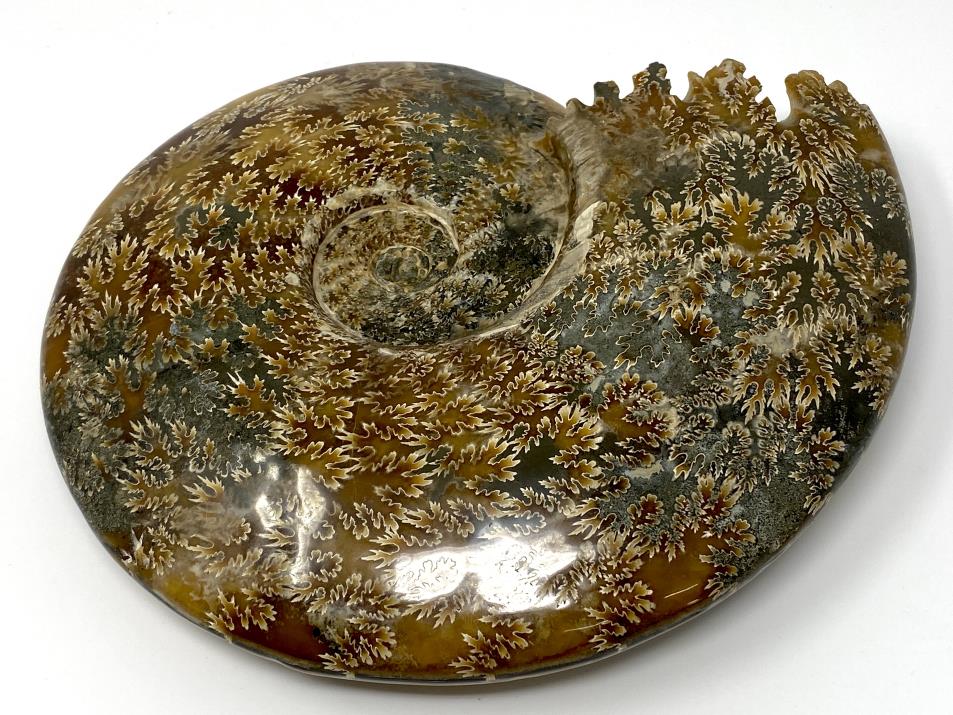 Ammonite Cleoniceras Polished Very Large 25.2cm