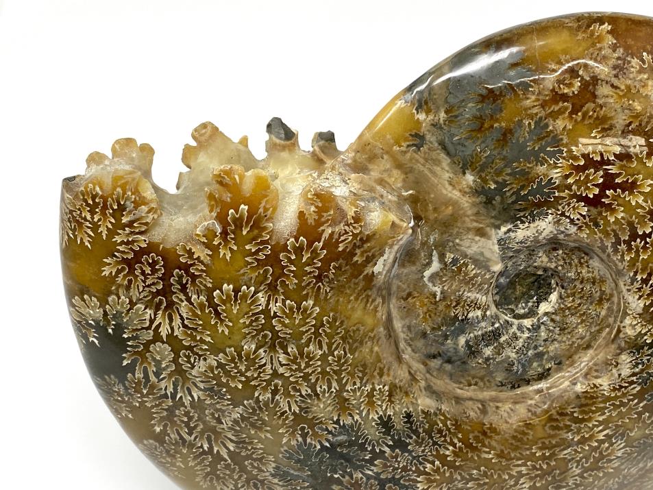 Ammonite Cleoniceras Polished Very Large 25.2cm