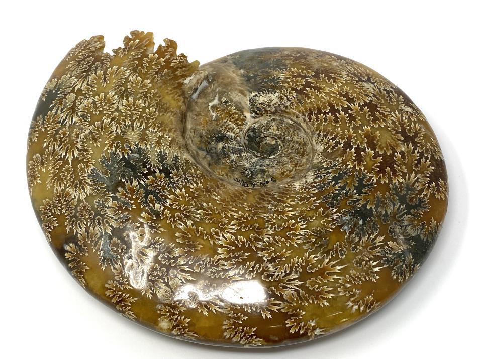 Ammonite Cleoniceras Polished Very Large 25.2cm