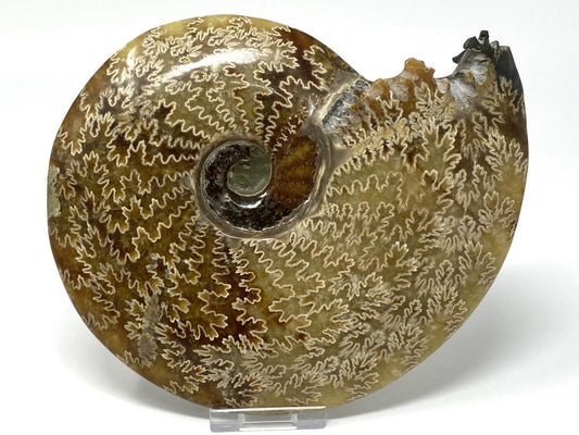 Ammonite Cleoniceras Polished Large 18.2cm