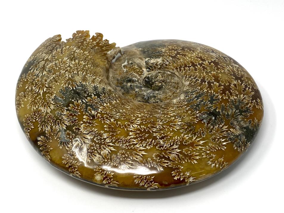 Ammonite Cleoniceras Polished Very Large 25.2cm