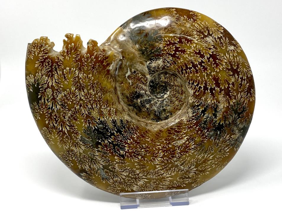 Ammonite Cleoniceras Polished Very Large 25.2cm