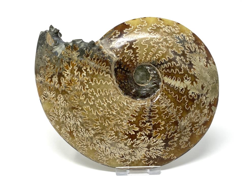 Ammonite Cleoniceras Polished Large 18.2cm