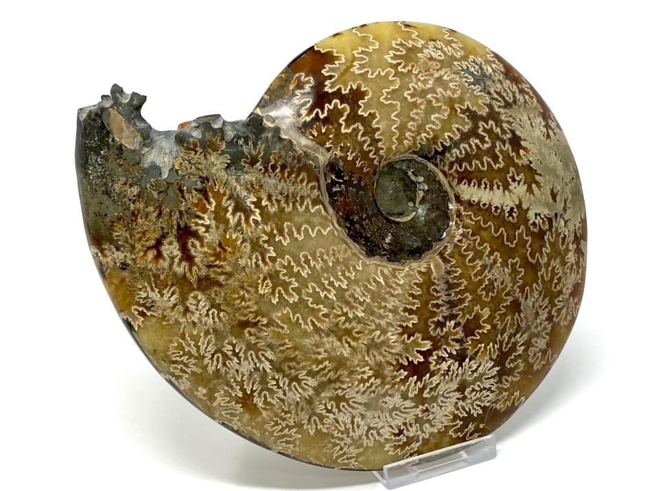 Ammonite Cleoniceras Polished Large 18.2cm