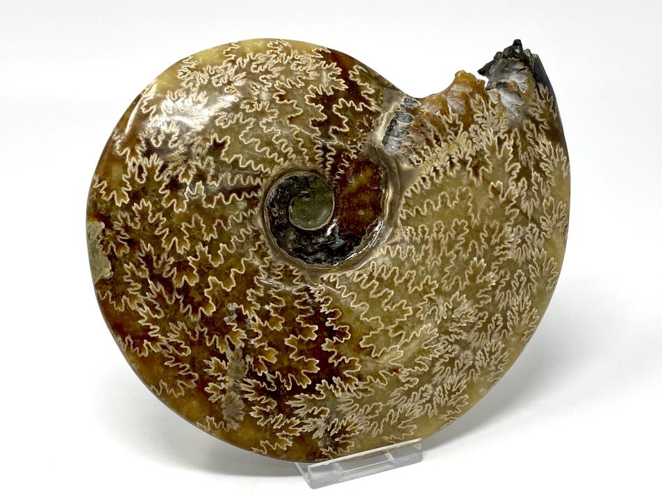 Ammonite Cleoniceras Polished Large 18.2cm