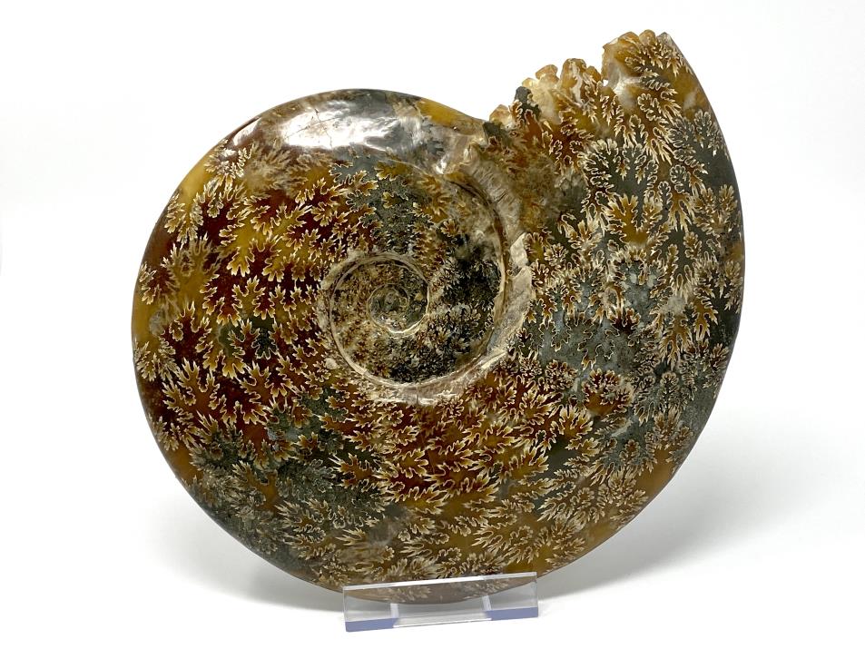 Ammonite Cleoniceras Polished Very Large 25.2cm